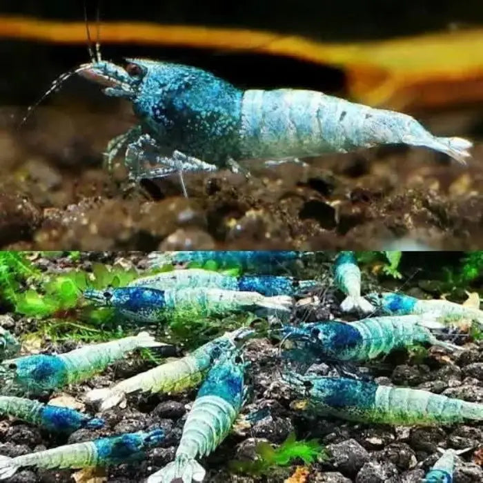 Blue Steel Shrimp