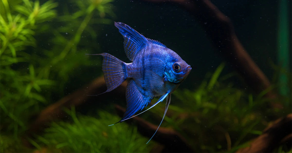 Blue Pinoy Anglefish Breeding Pair