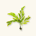 Bolbitis Heudelotii (African Water Fern)
