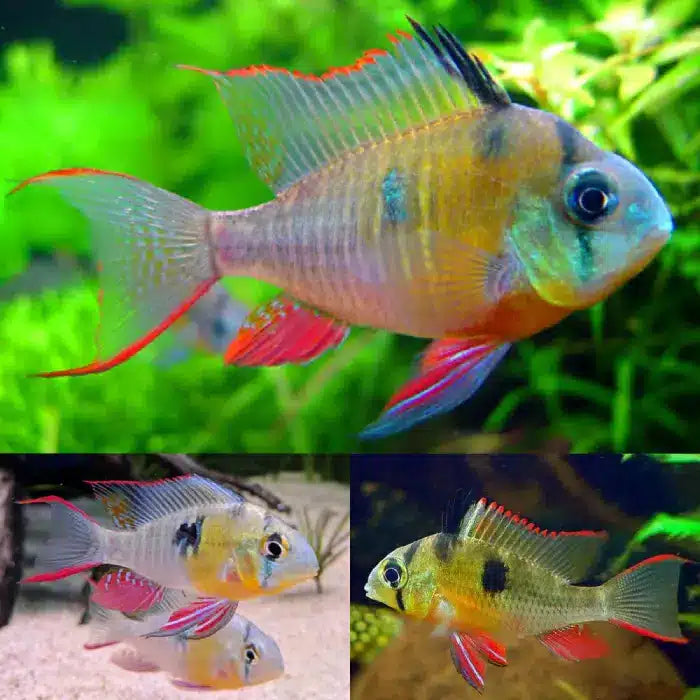 Bolivian Butterfly 4-4.5cm