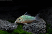 Emerald Catfish (Brochis splendens) 3.5cm