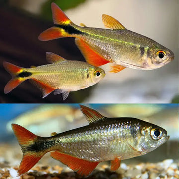 Buenos Airs Tetra 3.5cm