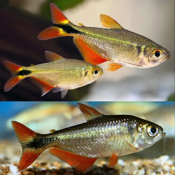 Buenos Airs Tetra 3.5cm