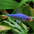 Burmese Rummy Nose 3cm