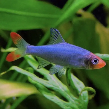 Burmese Rummy Nose 3cm