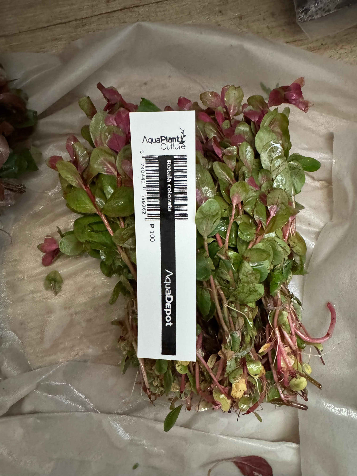 Rotala Colorata Bunch