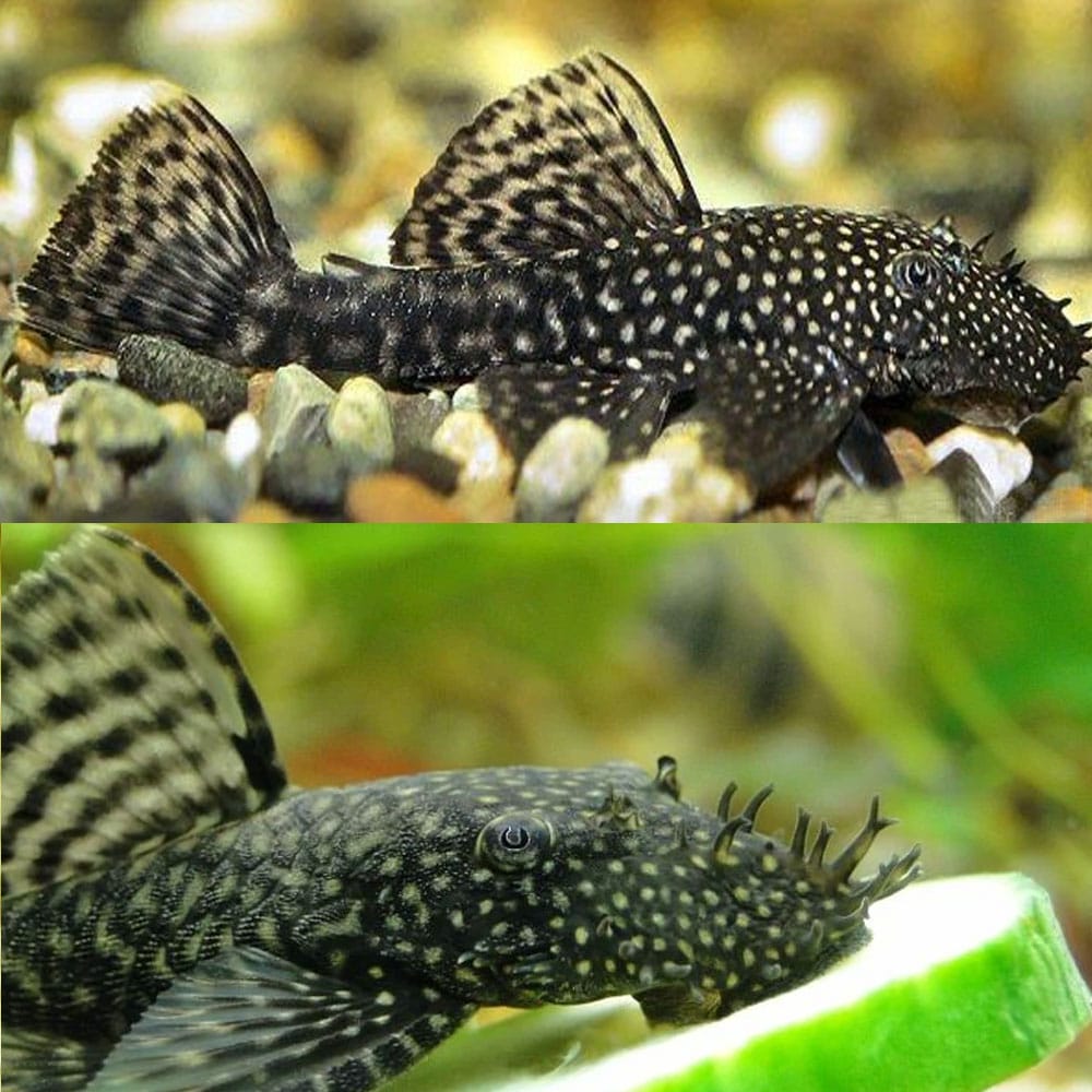 Common Bristlenose 3/4cm