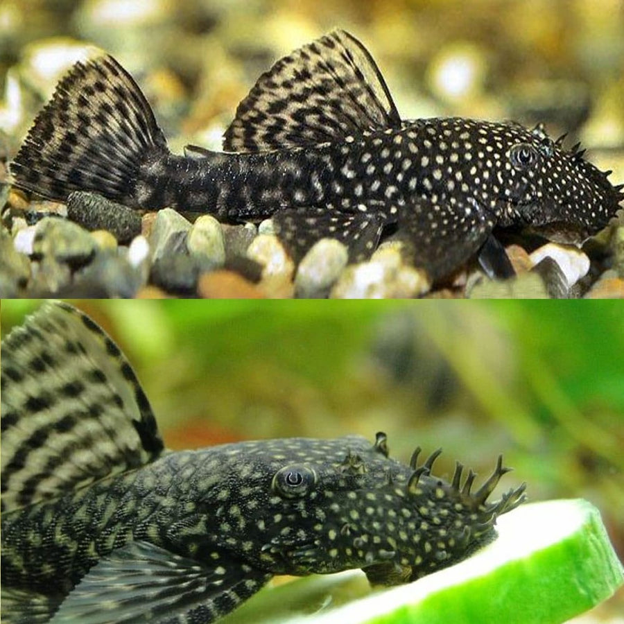 Common Bristlenose 3/4cm