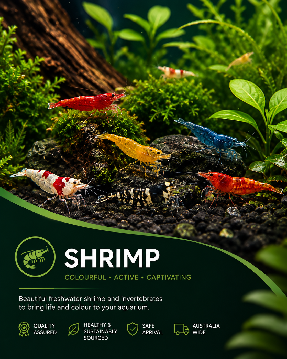 Shrimp