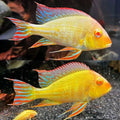 Albino Red Head Tapajo 9-10cm