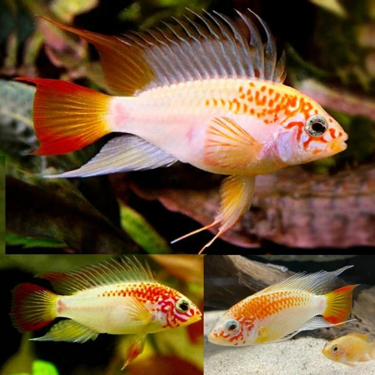 Apistogramma Viejita (Macmasteri) Gold 3.5cm