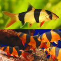 Clown Loach 9/10cm