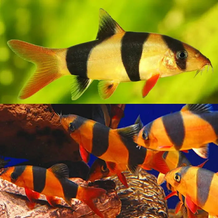 Clown Loach 9/10cm
