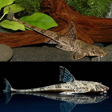 Common Whiptail Catfish 5cm