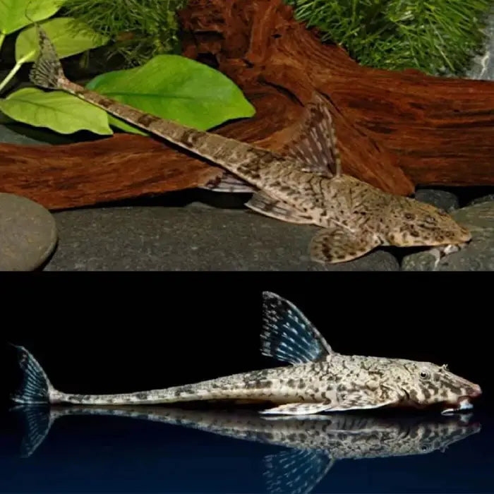 Common Whiptail Catfish 5cm