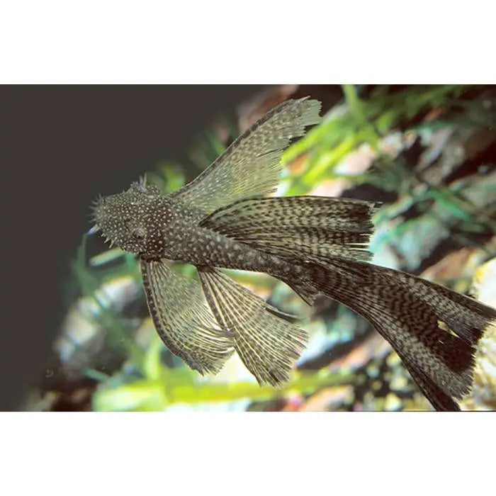 Long Fin Common Bristlenose 3-4cm