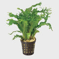 Crested Java Fern (Micro Pteropus) - Medium