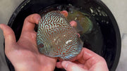 Tiger Turquoise 10cm