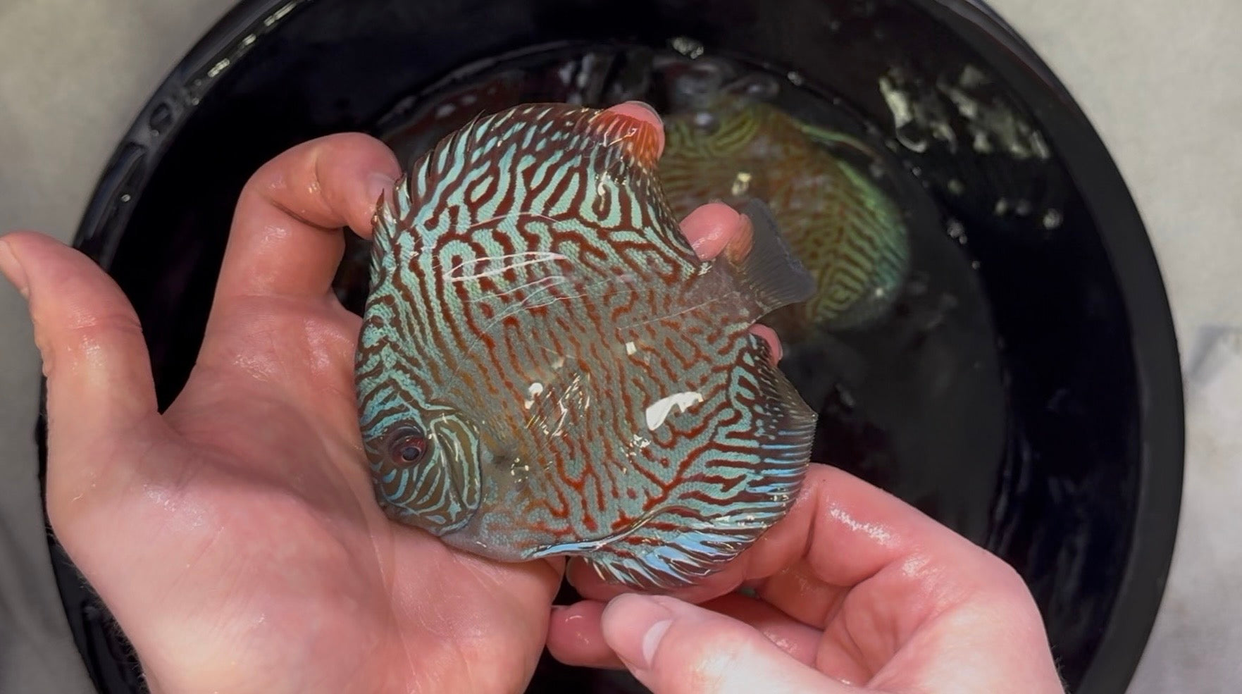 Tiger Turquoise 10cm