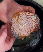 Red Checkerboard Discus 12cm