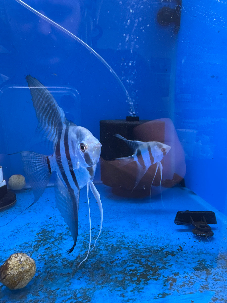 Blue Pinoy Anglefish Breeding Pair