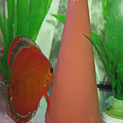 JBL Discus Breeding Cone