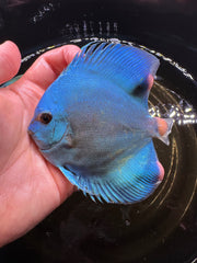 Blue Discus 10cm