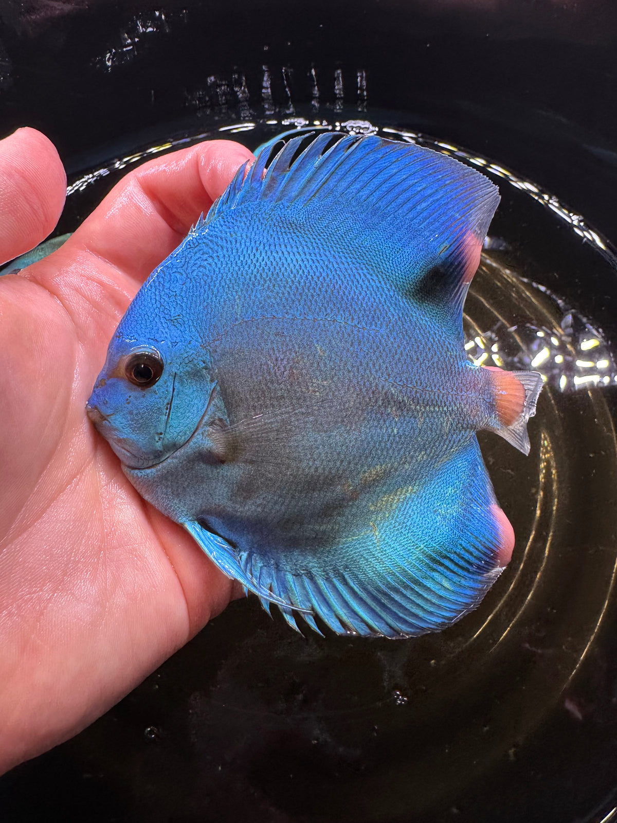 Blue Discus 10cm