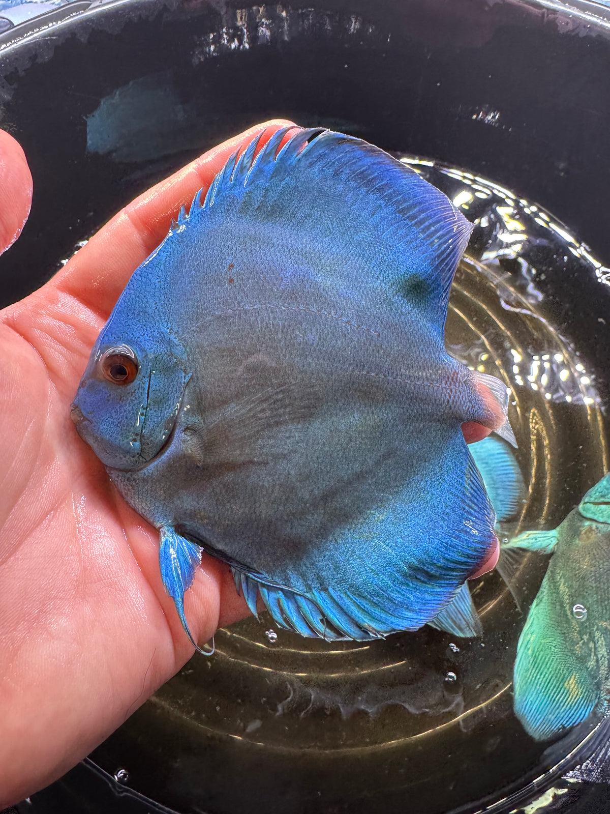 Blue Discus 10cm