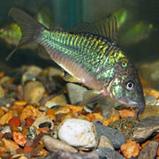 Emerald Catfish (Brochis splendens) 3.5cm