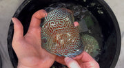 Tiger Turquoise 10cm