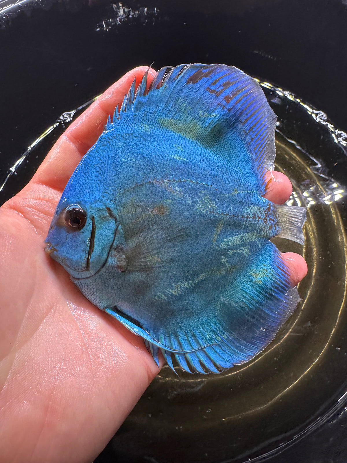 Blue Discus 10cm