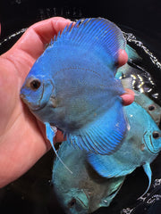 Blue Discus 10cm