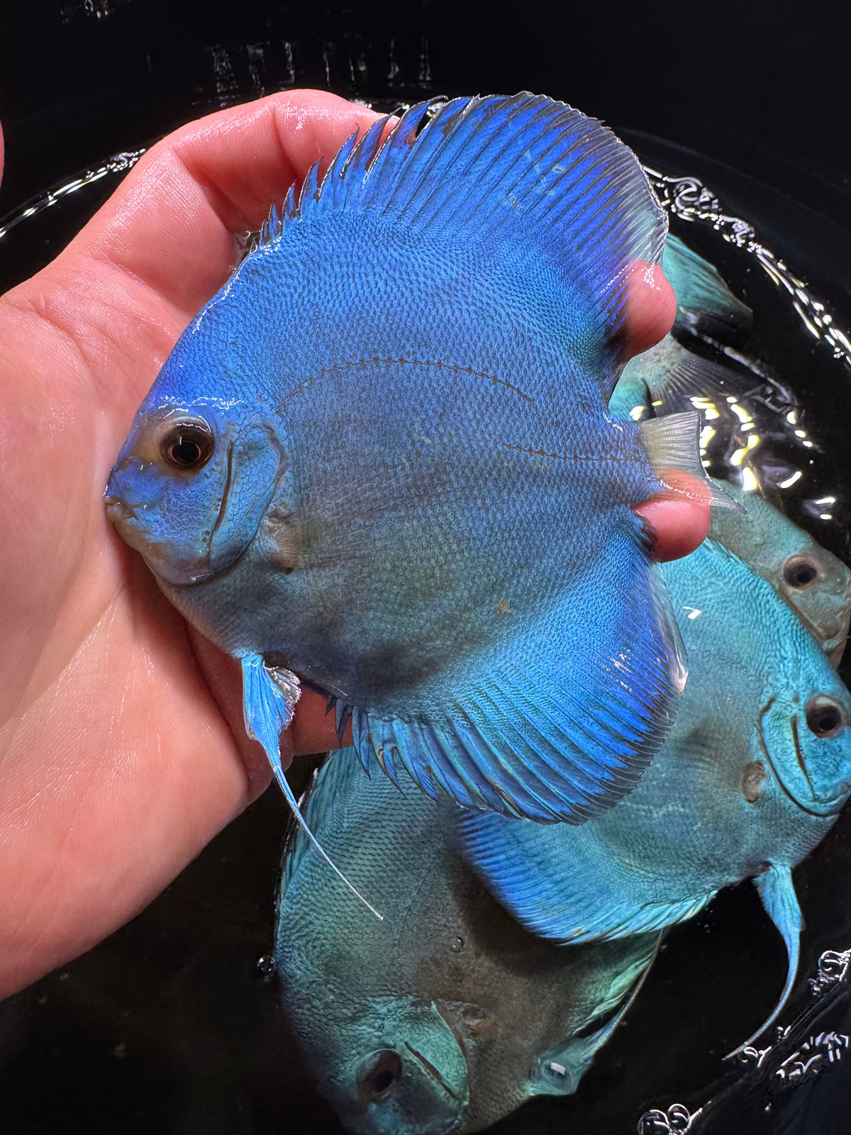 Blue Discus 10cm