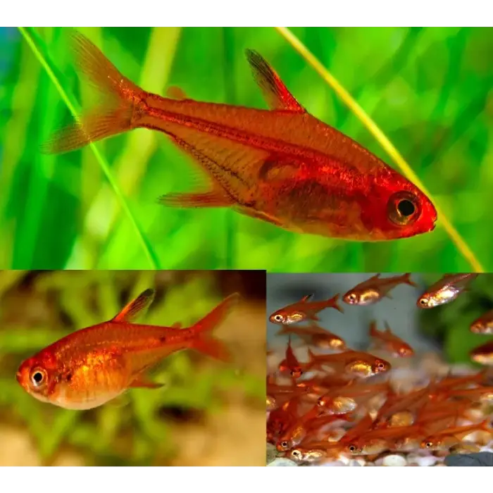 Fire Ember Tetra 2cm