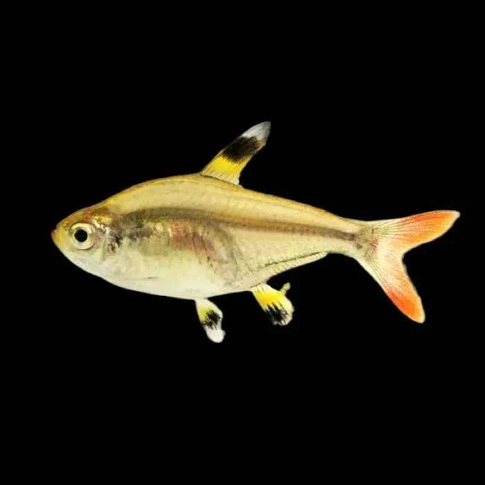 Golden Pristella Tetra 3cm