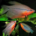 Pearl Gourami 5/6cm