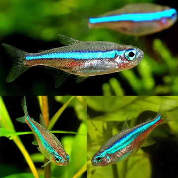 Green Neon Tetra 2-2.5cm