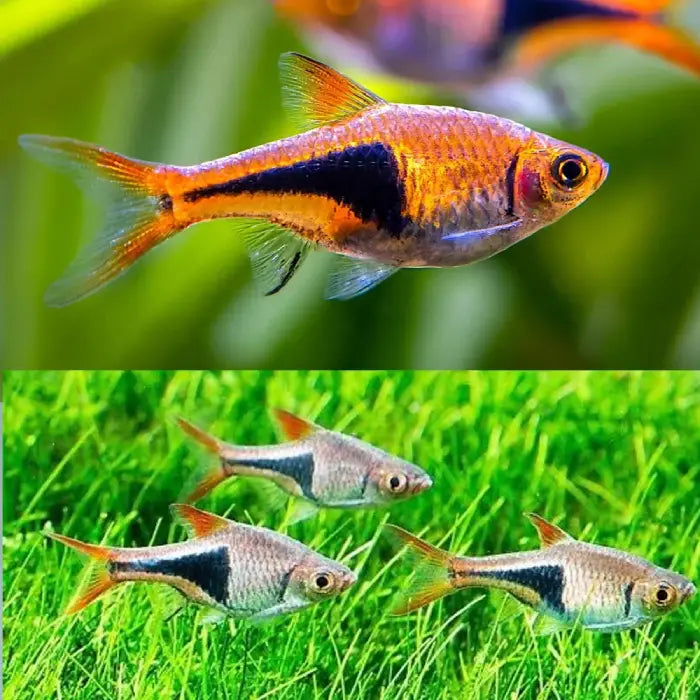 Harlequin Rasbora 2.5cm
