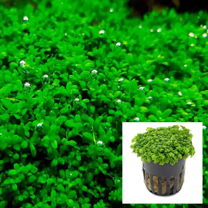 Hemianthus callitrichoides HC Cuba 'Baby Tears HC'