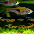 Hengeli Rasbora 2.5cm