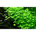 Hydrocotyle Tripartita 'Japan' Mini