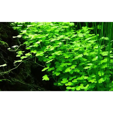 Hydrocotyle Tripartita 'Japan' Mini