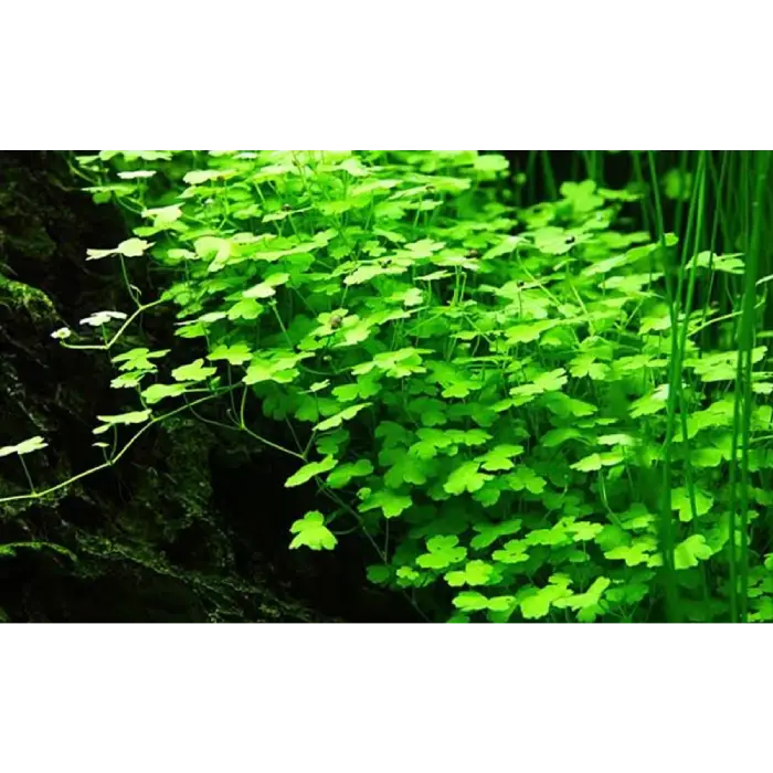 Hydrocotyle Tripartita 'Japan' Mini