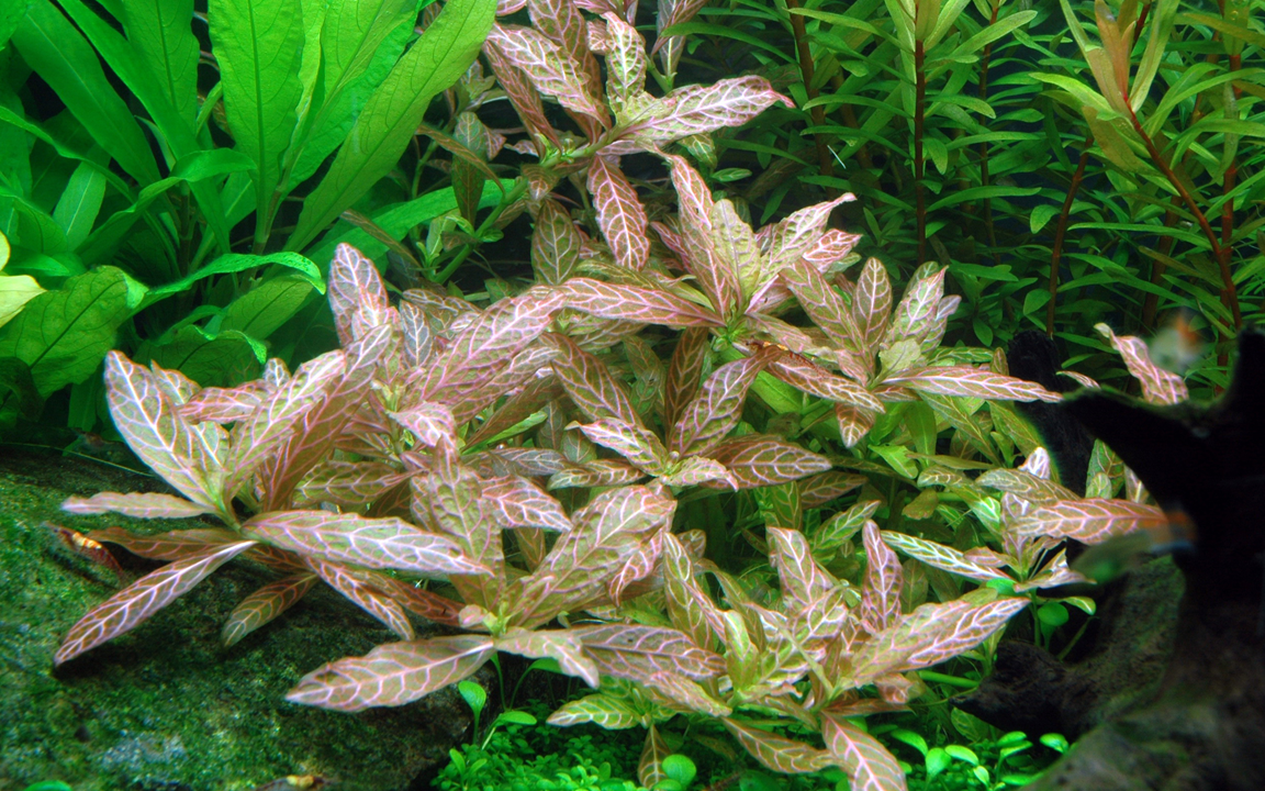 Hygrophila Rosanervig 'Pink Poly'