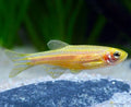 Gold Zebra Danio 3cm