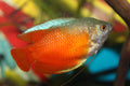 Dwarf Red Flame Gourami 