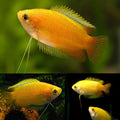 Dwarf Honey Gourami 4–5cm