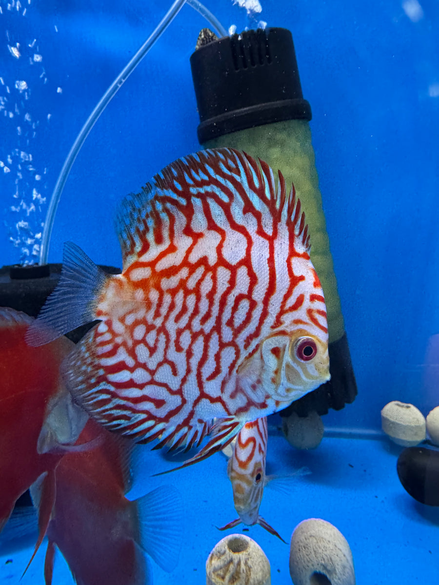 Red Checkerboard Discus 8/9cm