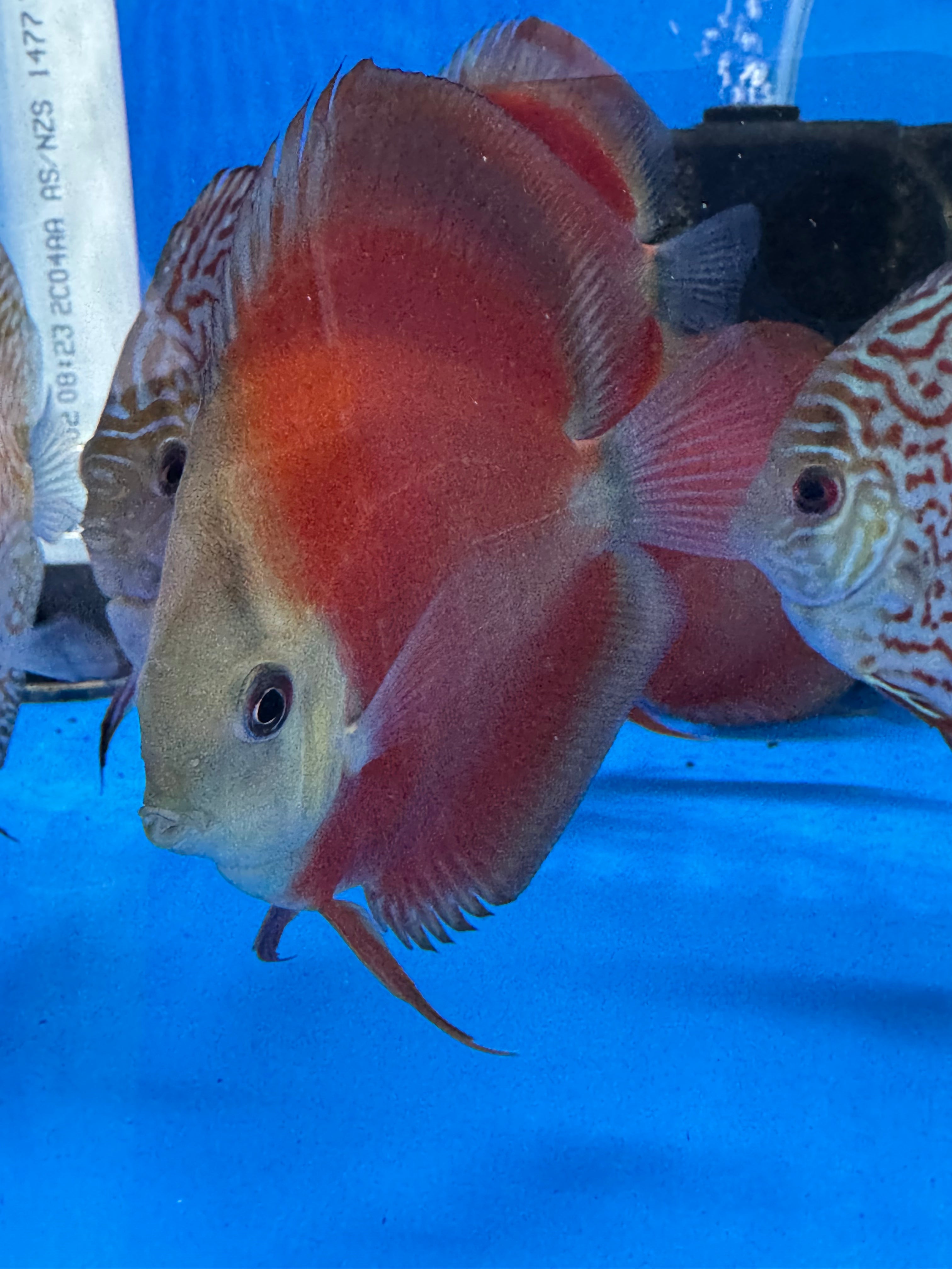Red Cover Discus 8/9cm  - Indonesia